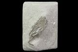 Bargain, Cyathocrinites Crinoid Fossil - Crawfordsville, Indiana #68483-1